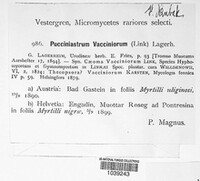 Naohidemyces vaccinii image